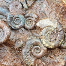 versteinerte Ammoniten